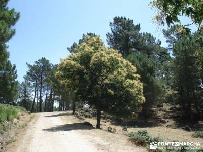 Pinares de Piedralaves; senderismo sierra de madrid el tiemblo castañar parque natural de la sierra